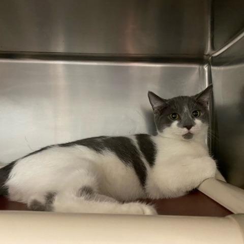 Harry Potter, Adoptable, Young Male Domestic Short Hair.