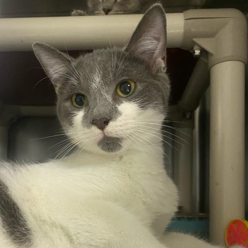 Harry Potter, Adoptable, Young Male Domestic Short Hair.