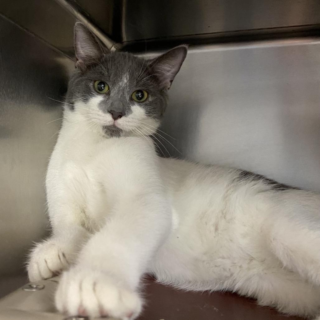 Enlarge Harry Potter, a Adoptable Domestic Short Hair in Newport, NC image 3/6