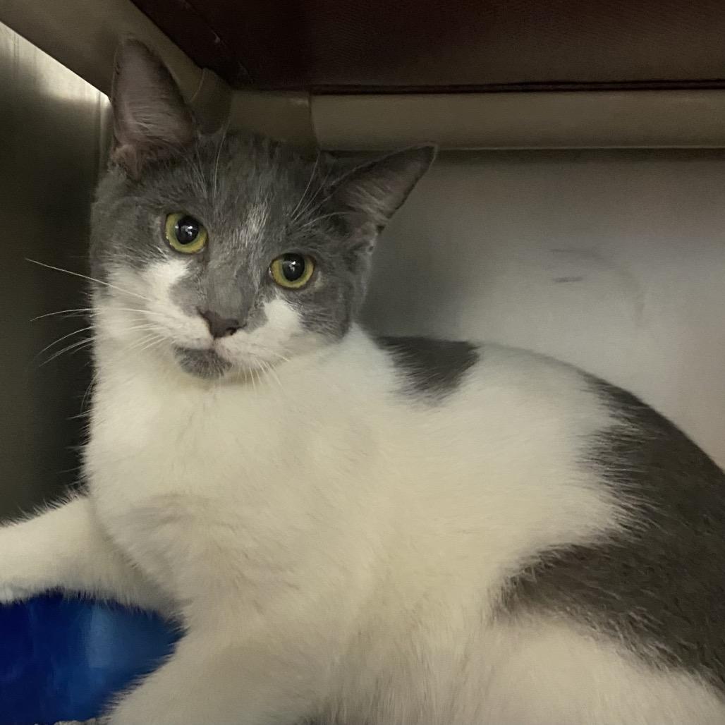 Enlarge Harry Potter, a Adoptable Domestic Short Hair in Newport, NC image 4/6