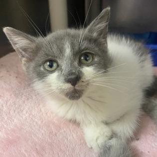 Enlarge Harry Potter, a Adoptable Domestic Short Hair in Newport, NC image 6/6