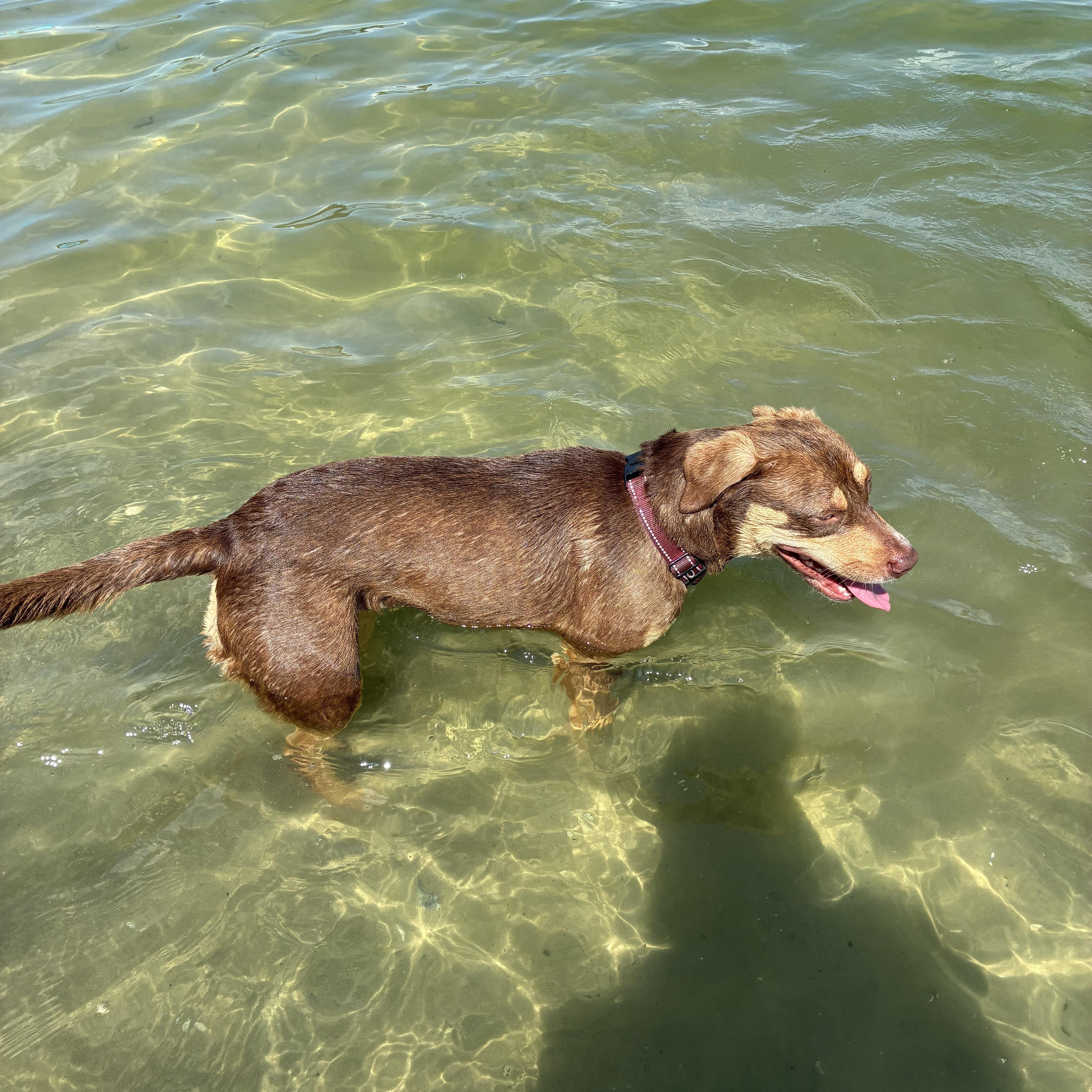 Enlarge Lucy, a Adoptable mixed breed in Haines city, FL image 5/6