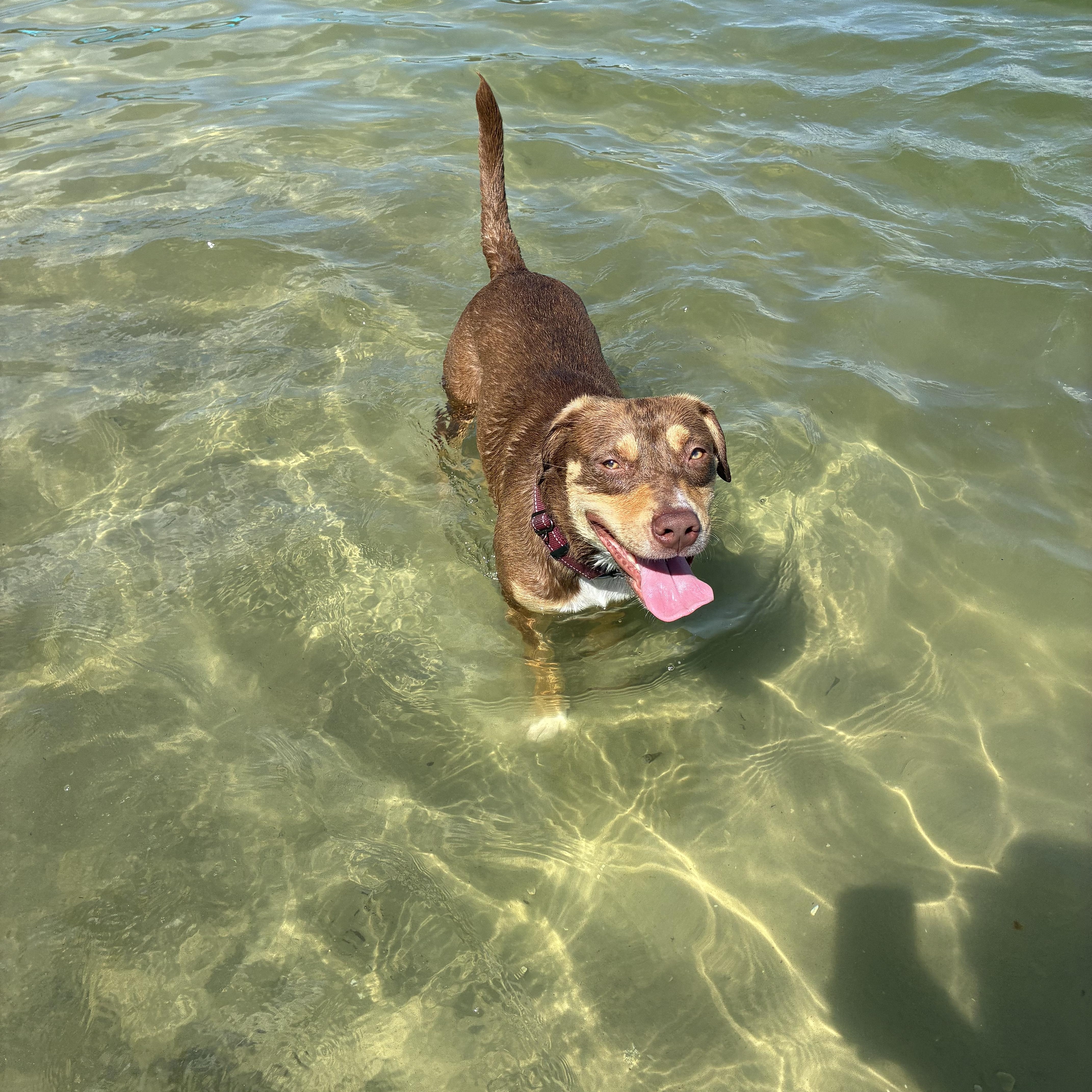 Enlarge Lucy, a Adoptable mixed breed in Haines city, FL image 6/6