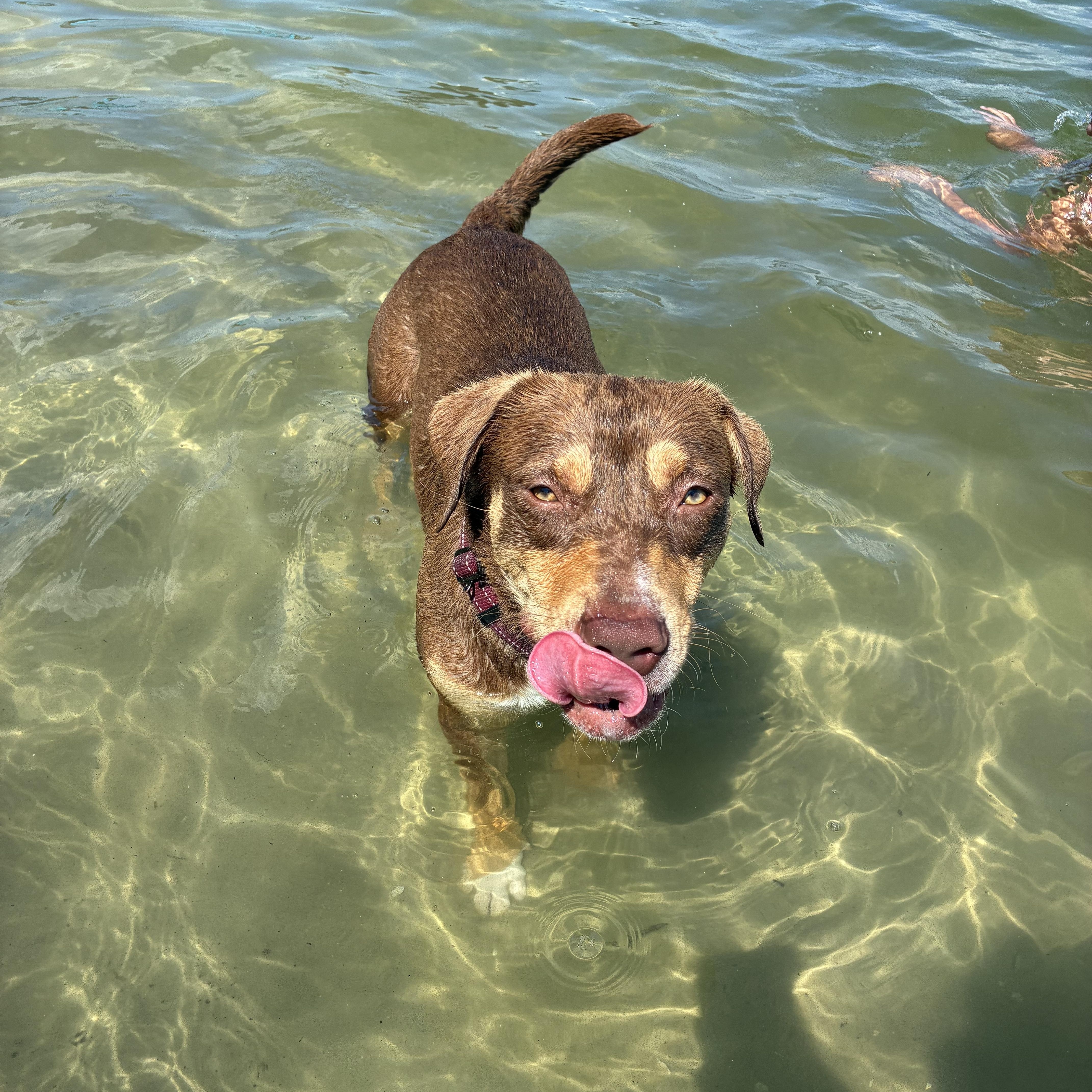 Enlarge Lucy, a Adoptable mixed breed in Haines city, FL image 1/6
