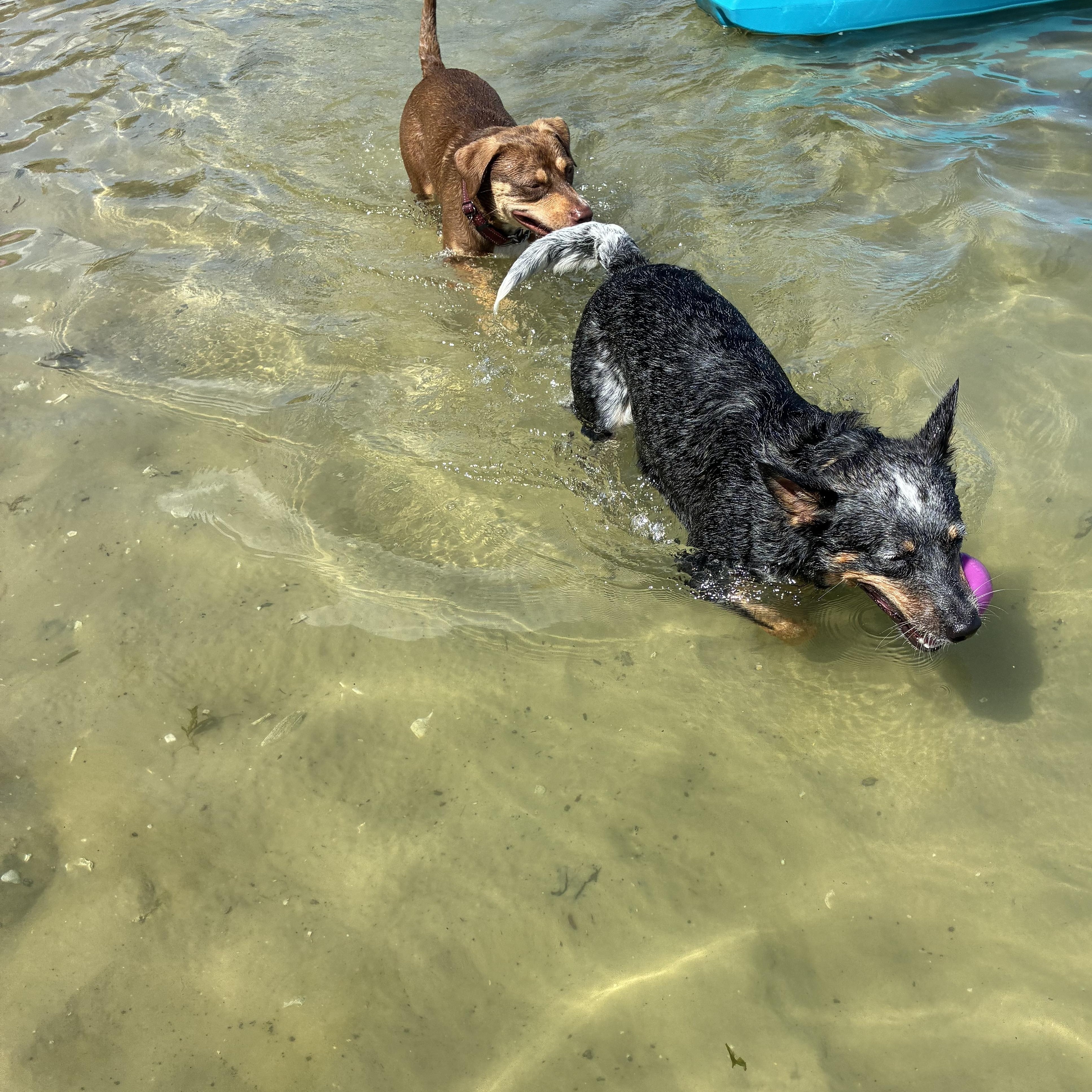 Enlarge Lucy, a Adoptable mixed breed in Haines city, FL image 4/6