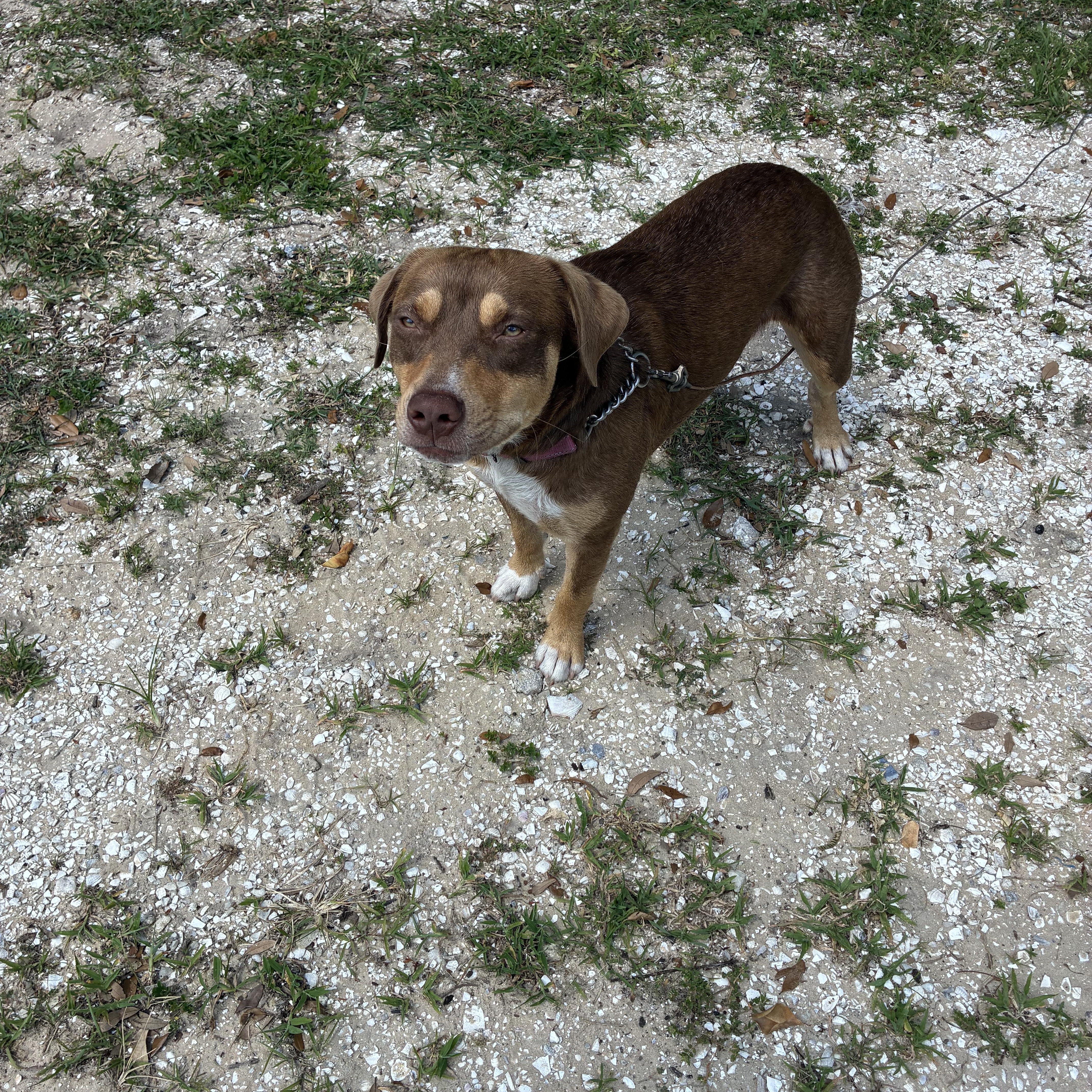 Enlarge Lucy, a Adoptable mixed breed in Haines city, FL image 3/6