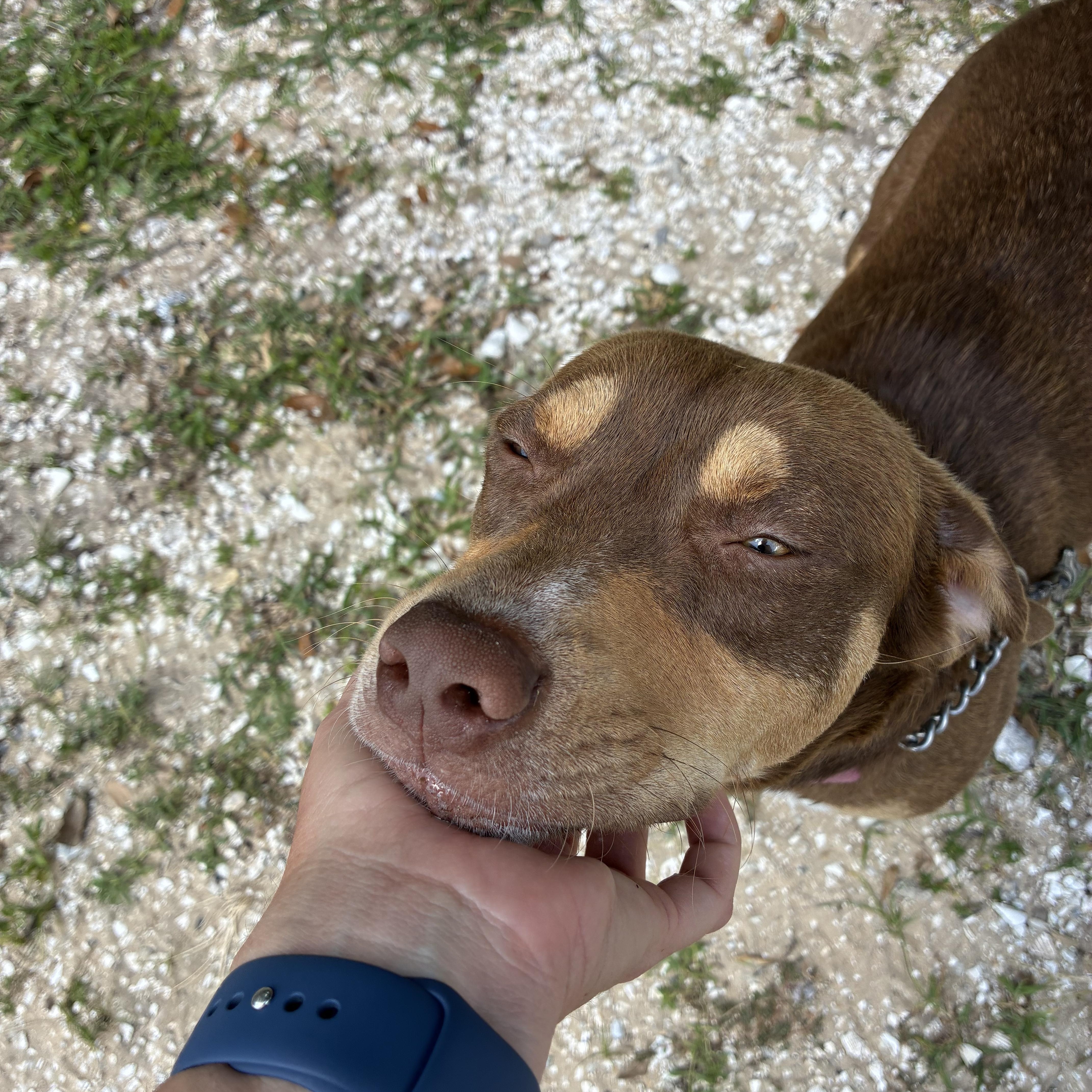 Enlarge Lucy, a Adoptable mixed breed in Haines city, FL image 2/6