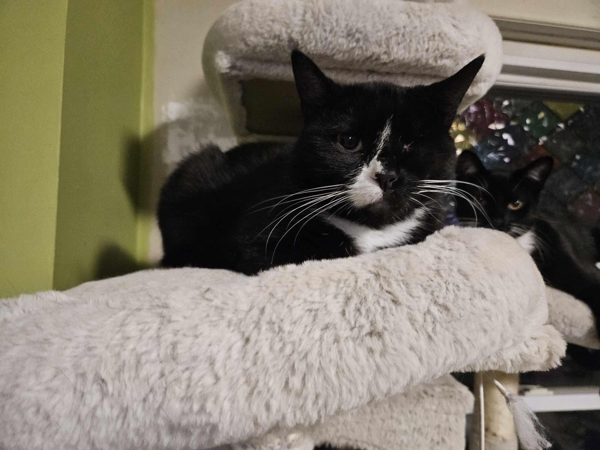 Dõna Julia, Adoptable, Adult Female American Shorthair.