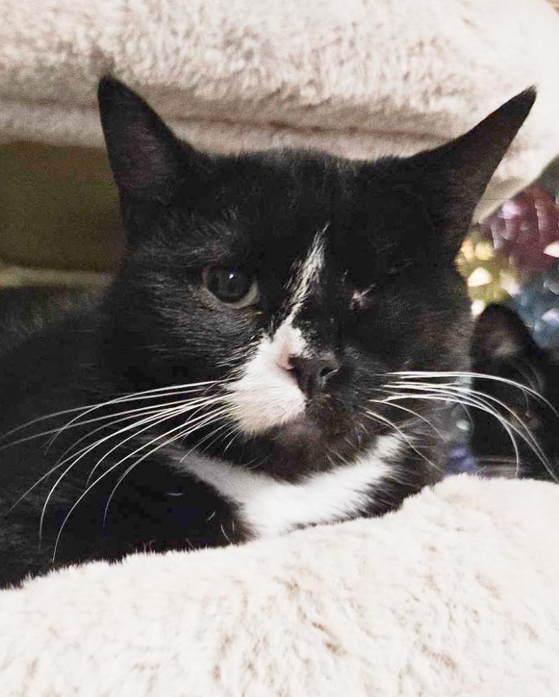 Dõna Julia, a Adoptable American Shorthair in Adrian, MI image 1/2