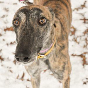 Superior Ecliar thumbnail 2