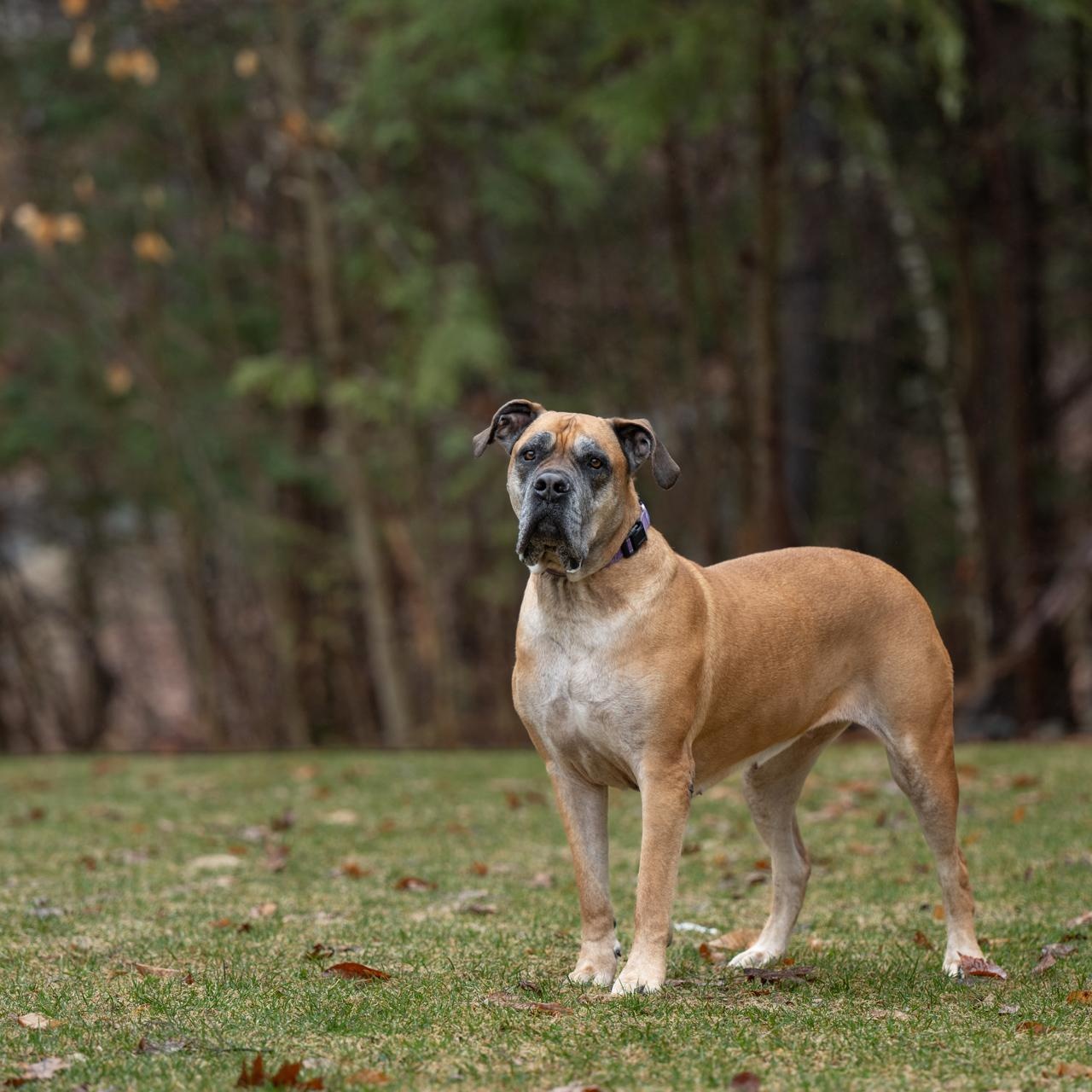 Enlarge Isla, a Adoptable Bullmastiff in Manchester, NH image 2/6