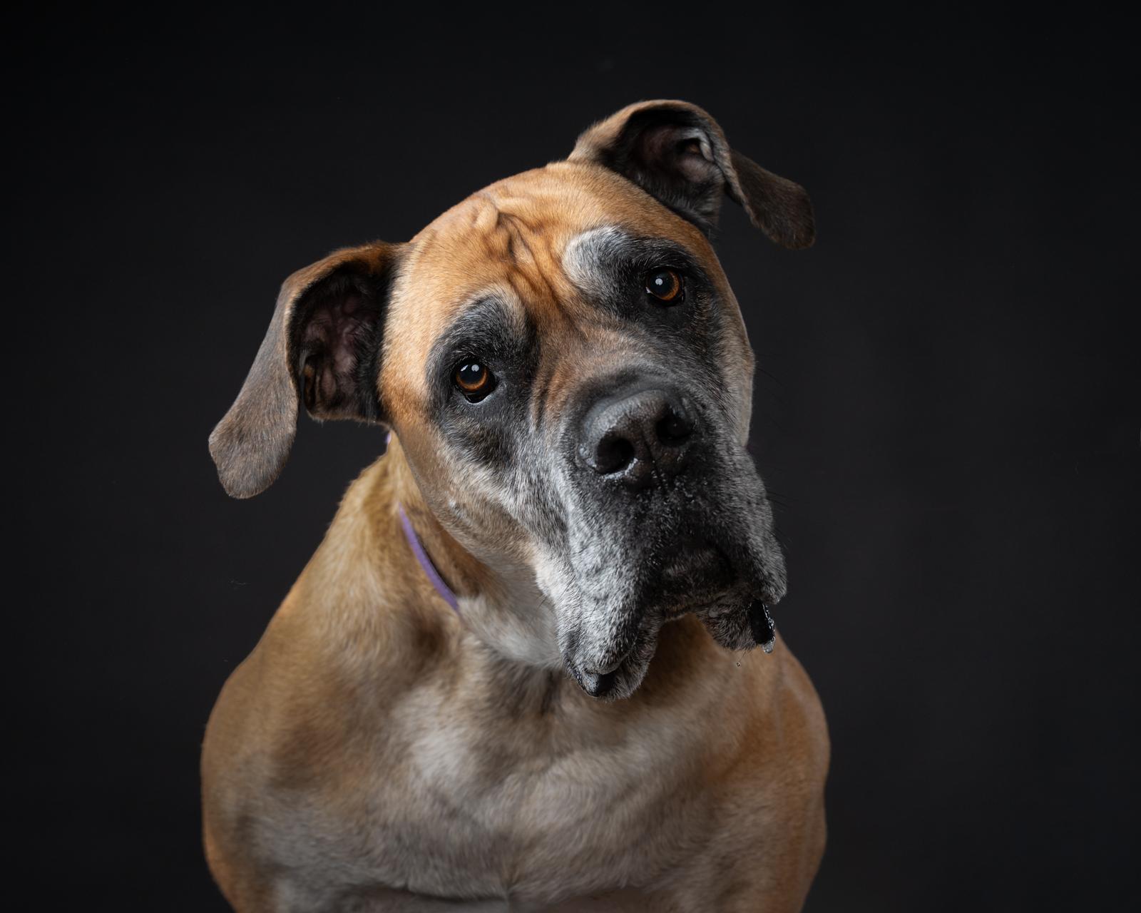 Isla, Adoptable, Senior Female Bullmastiff.