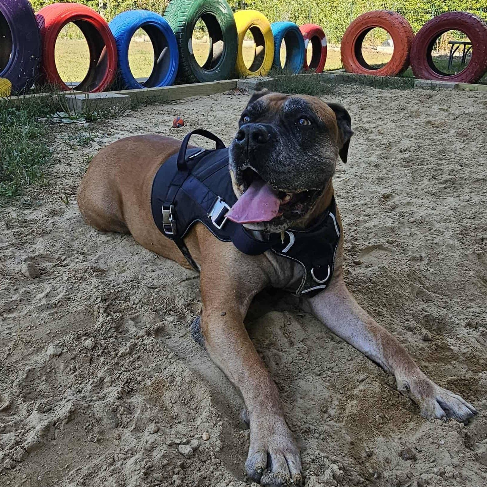 Enlarge Isla, a Adoptable Bullmastiff in Manchester, NH image 1/6