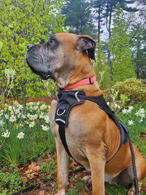 Enlarge Isla, a Adoptable Bullmastiff in Manchester, NH image 1/6