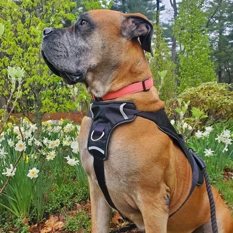 Enlarge Isla, a Adoptable Bullmastiff in Manchester, NH image 2/6