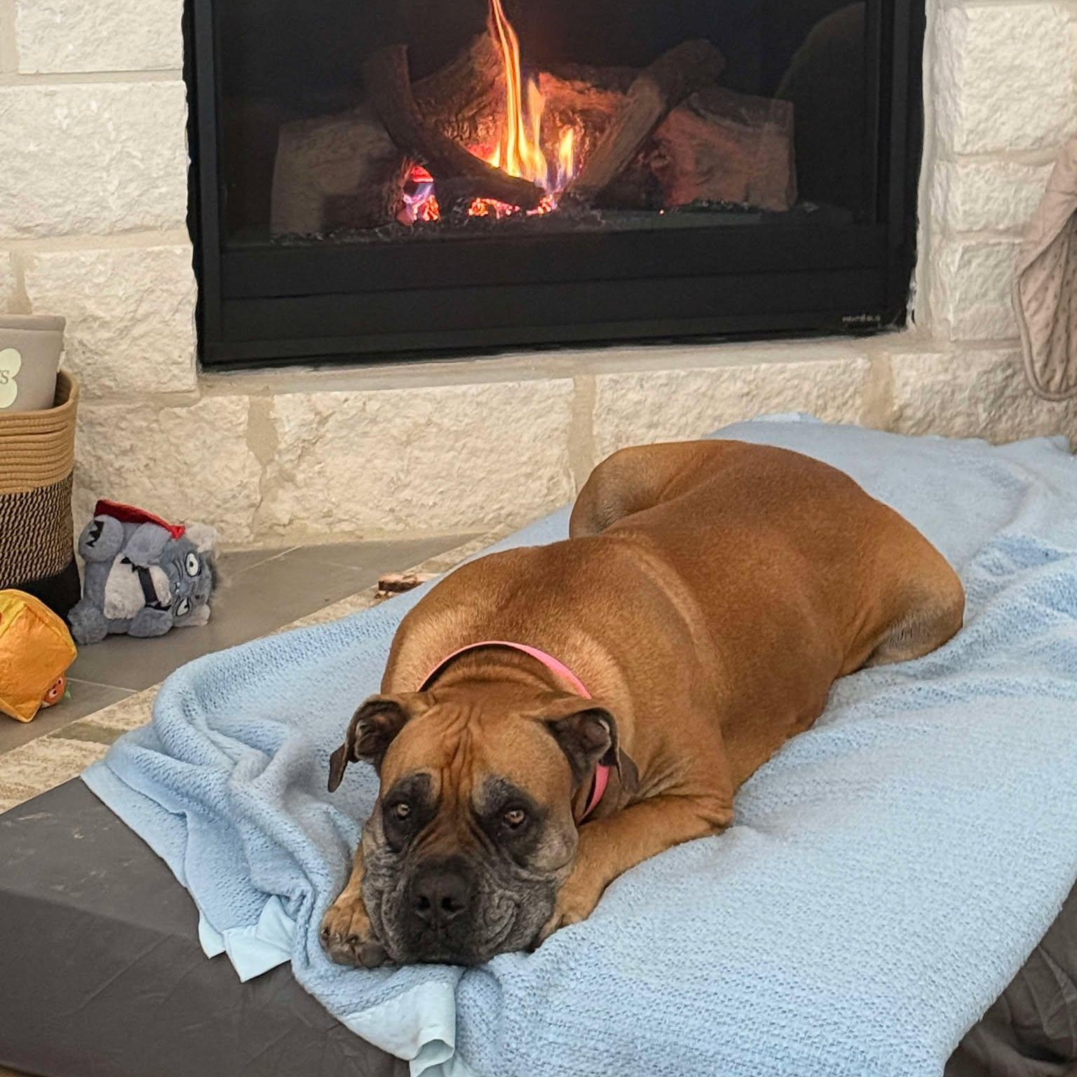 Enlarge Isla, a Adoptable Bullmastiff in Manchester, NH image 3/6