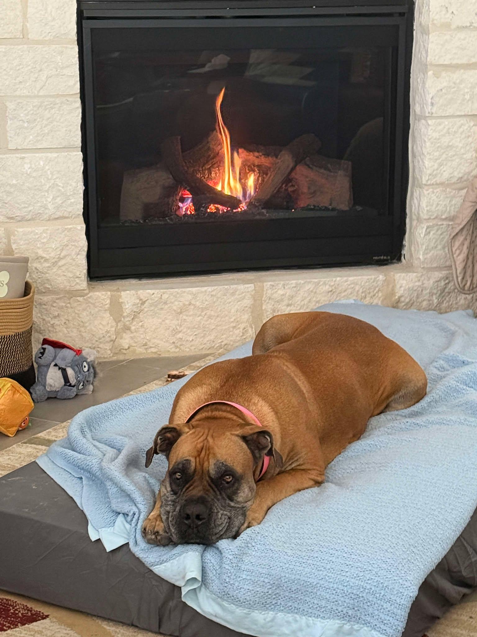 Enlarge Isla, a Adoptable Bullmastiff in Manchester, NH image 2/6