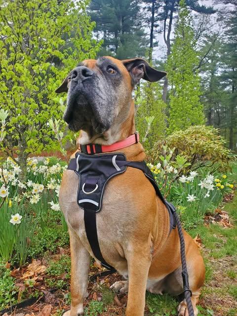 Enlarge Isla, a Adoptable Bullmastiff in Manchester, NH image 3/6