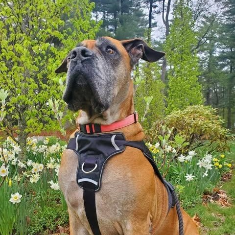 Enlarge Isla, a Adoptable Bullmastiff in Manchester, NH image 4/6