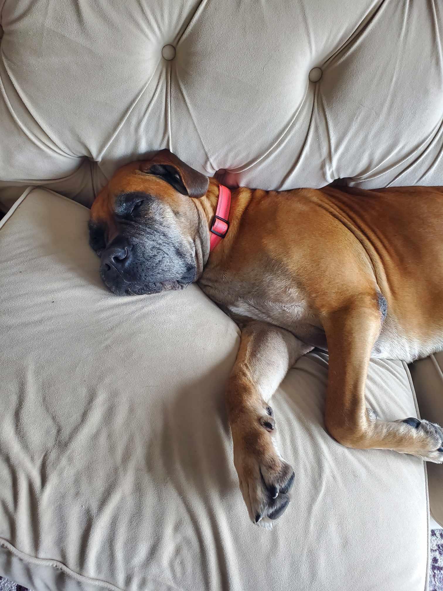 Enlarge Isla, a Adoptable Bullmastiff in Manchester, NH image 5/6