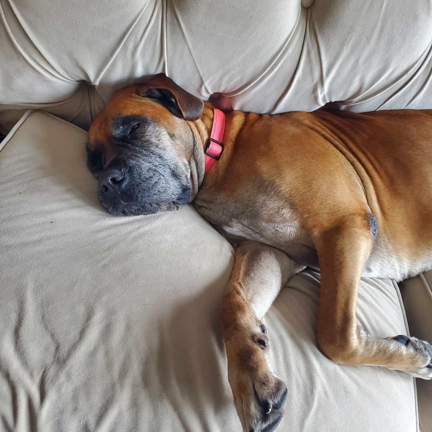 Enlarge Isla, a Adoptable Bullmastiff in Manchester, NH image 6/6