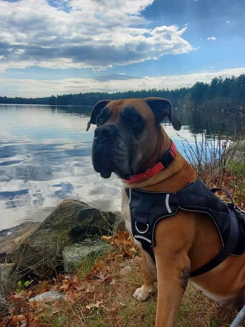 Isla, Adoptable, Senior Female Bullmastiff.