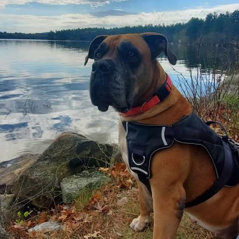 Enlarge Isla, a Adoptable Bullmastiff in Manchester, NH image 5/6