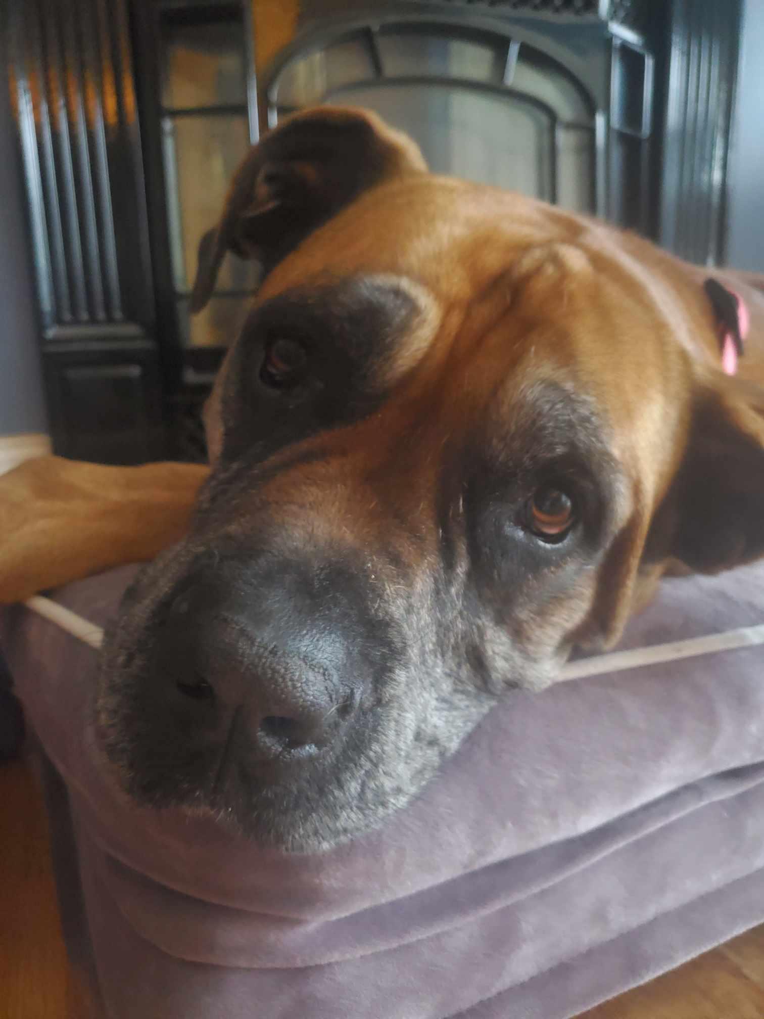 Enlarge Isla, a Adoptable Bullmastiff in Manchester, NH image 6/6