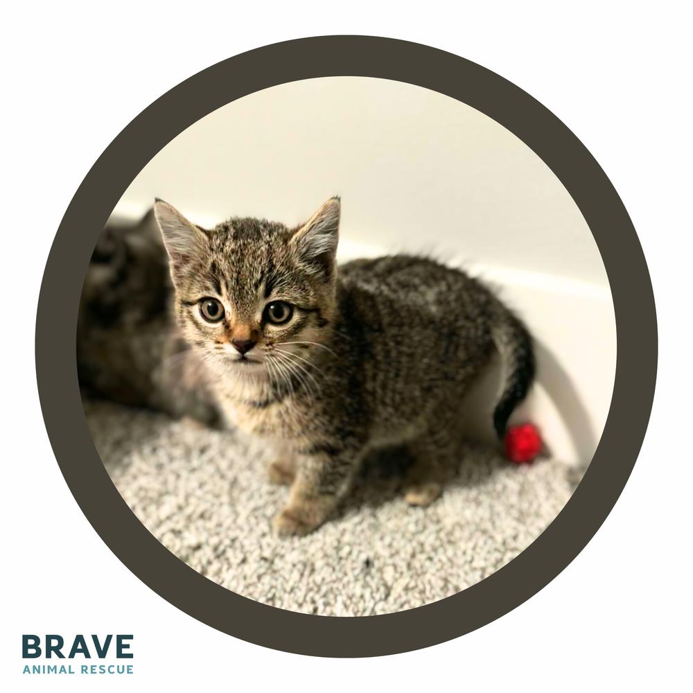 Enlarge Pie, a Adoptable mixed breed in Lincoln, NE image 1/6