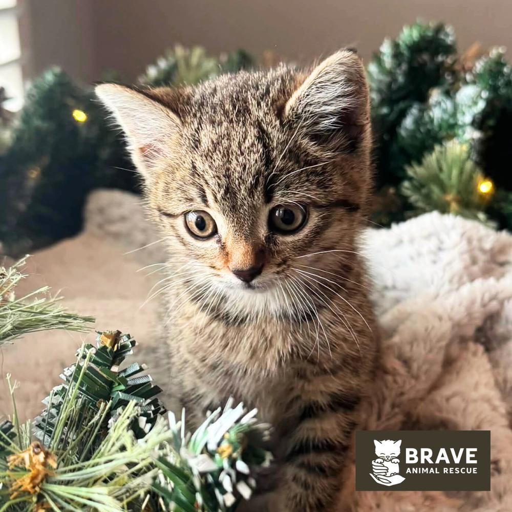 Enlarge Pie, a Adoptable mixed breed in Lincoln, NE image 2/6