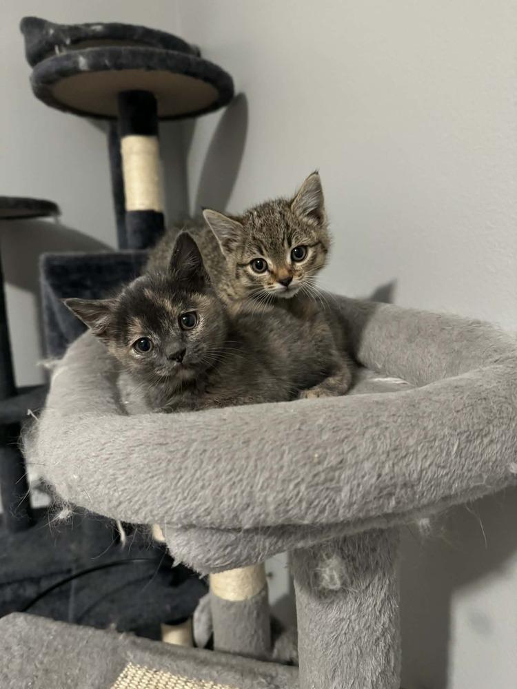 Enlarge Pie, a Adoptable mixed breed in Lincoln, NE image 3/6