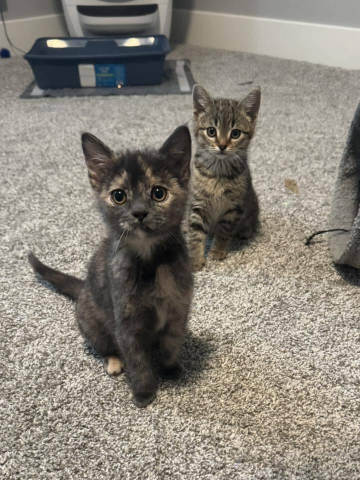 Enlarge Pie, a Adoptable mixed breed in Lincoln, NE image 4/6