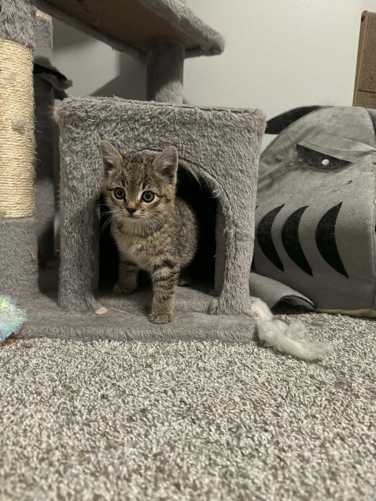 Enlarge Pie, a Adoptable mixed breed in Lincoln, NE image 6/6