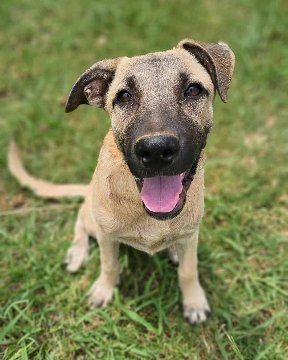 Birdee, Adoptable, Young Female Anatolian Shepherd.