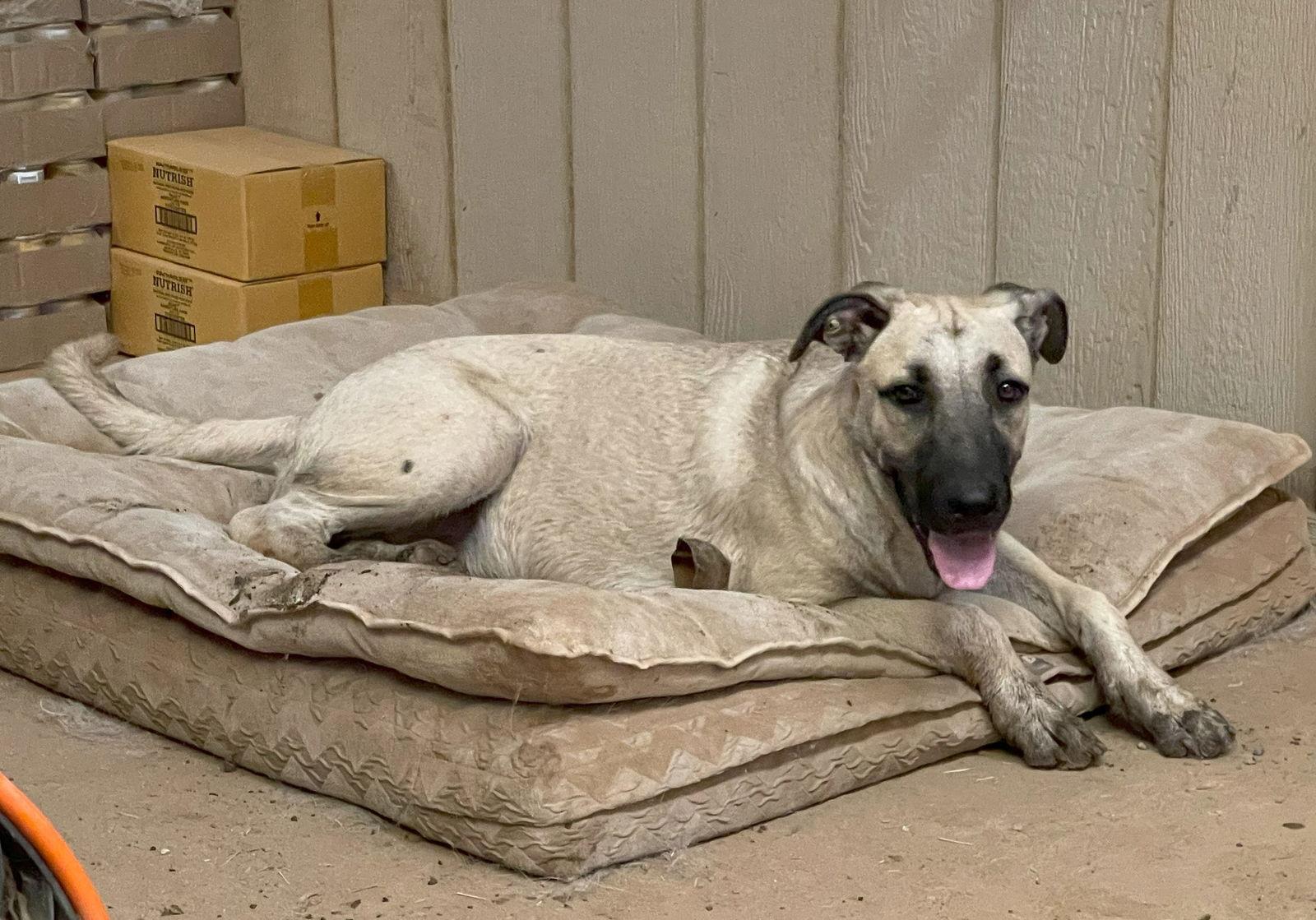 Birdee, Adoptable, Adult Female Anatolian Shepherd.