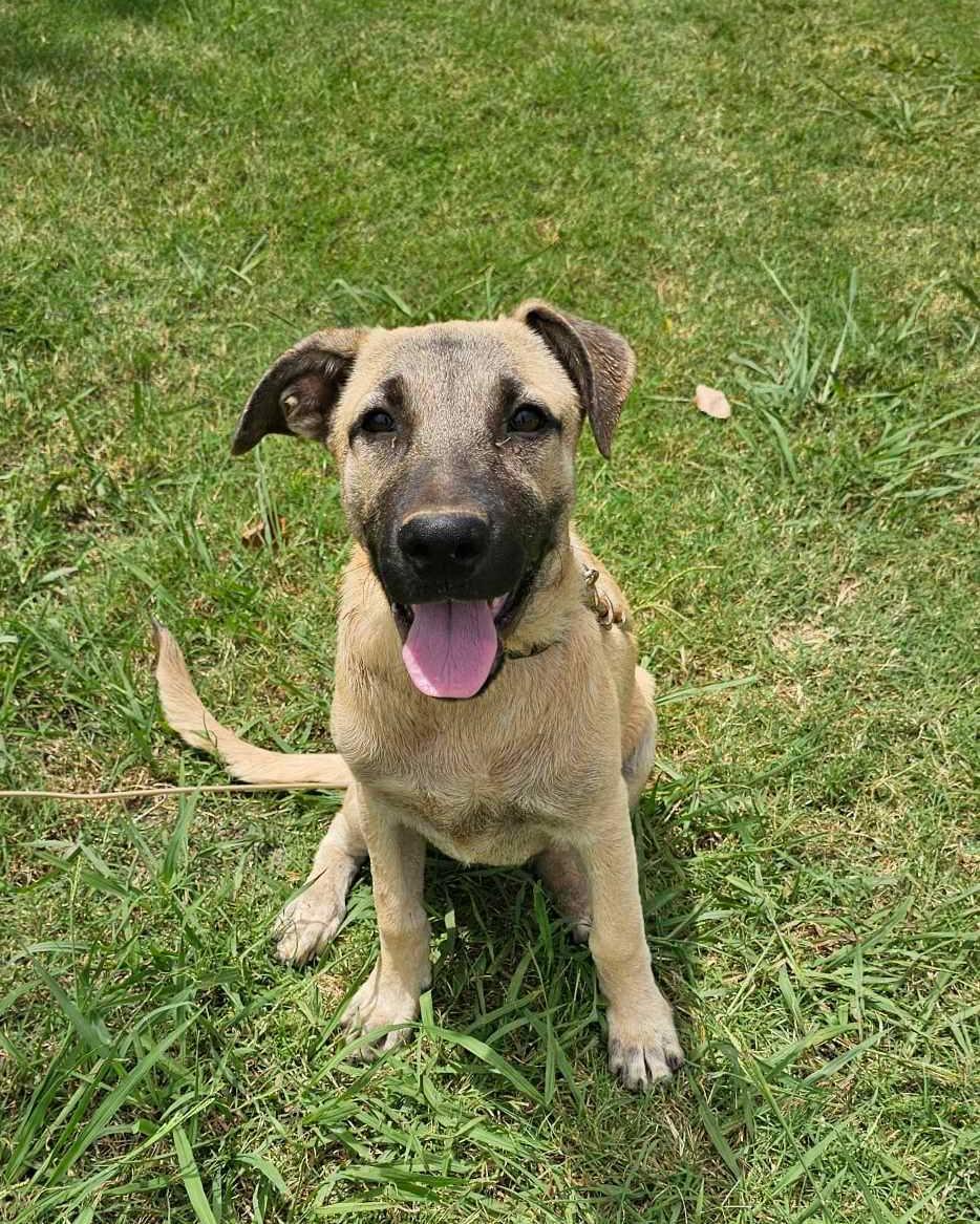 Enlarge Birdee, a Adoptable Anatolian Shepherd in Whitewright, TX image 2/3