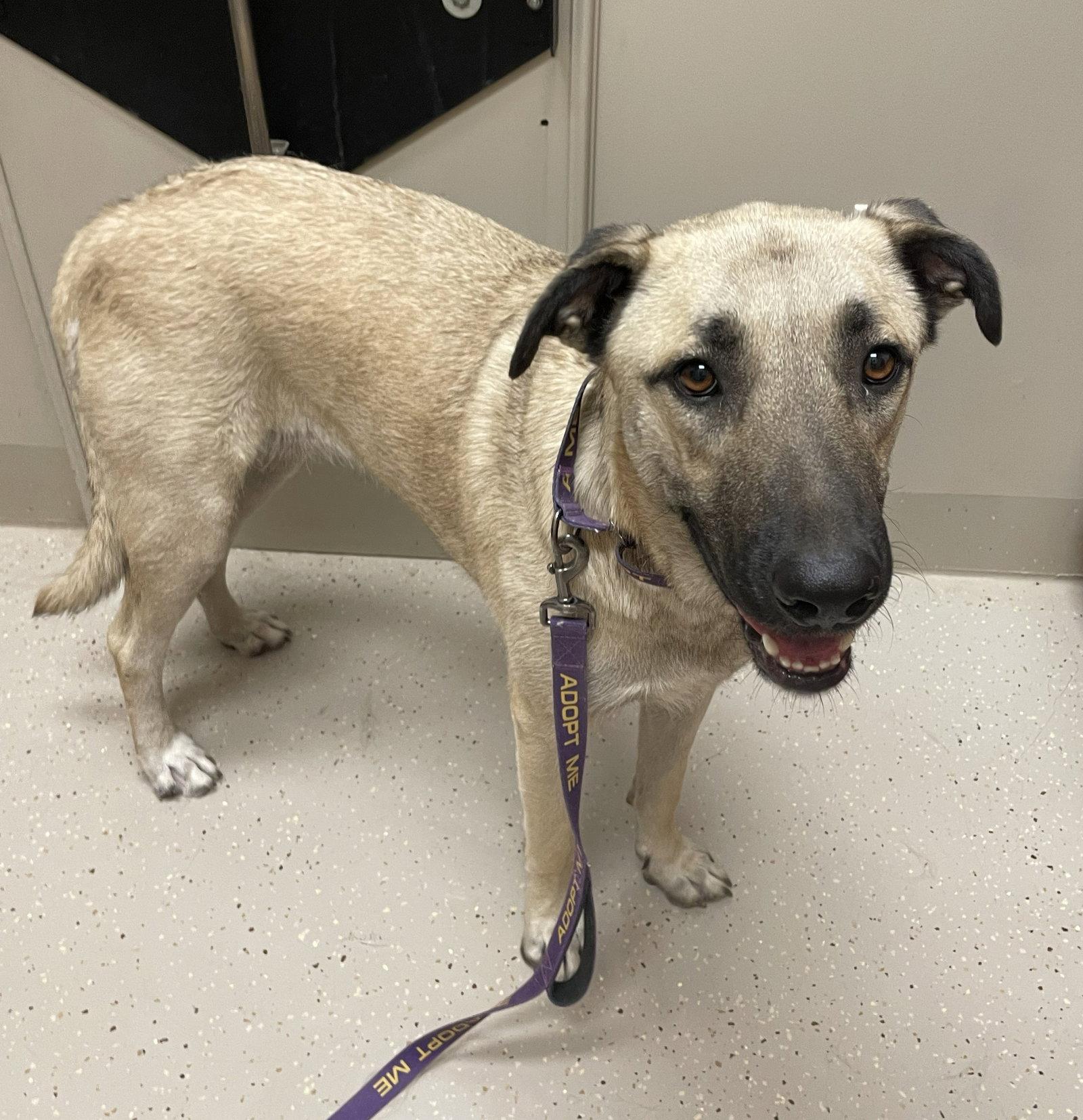 Birdee, a Adoptable Anatolian Shepherd in Whitewright, TX image 2/3
