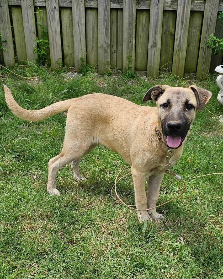 Enlarge Birdee, a Adoptable Anatolian Shepherd in Whitewright, TX image 3/3
