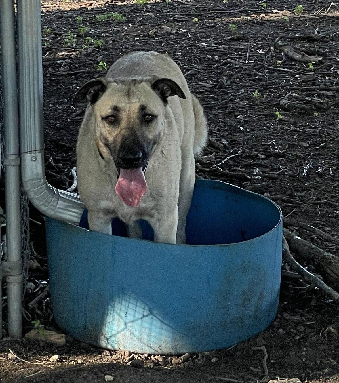 Birdee, a Adoptable Anatolian Shepherd in Whitewright, TX image 3/3