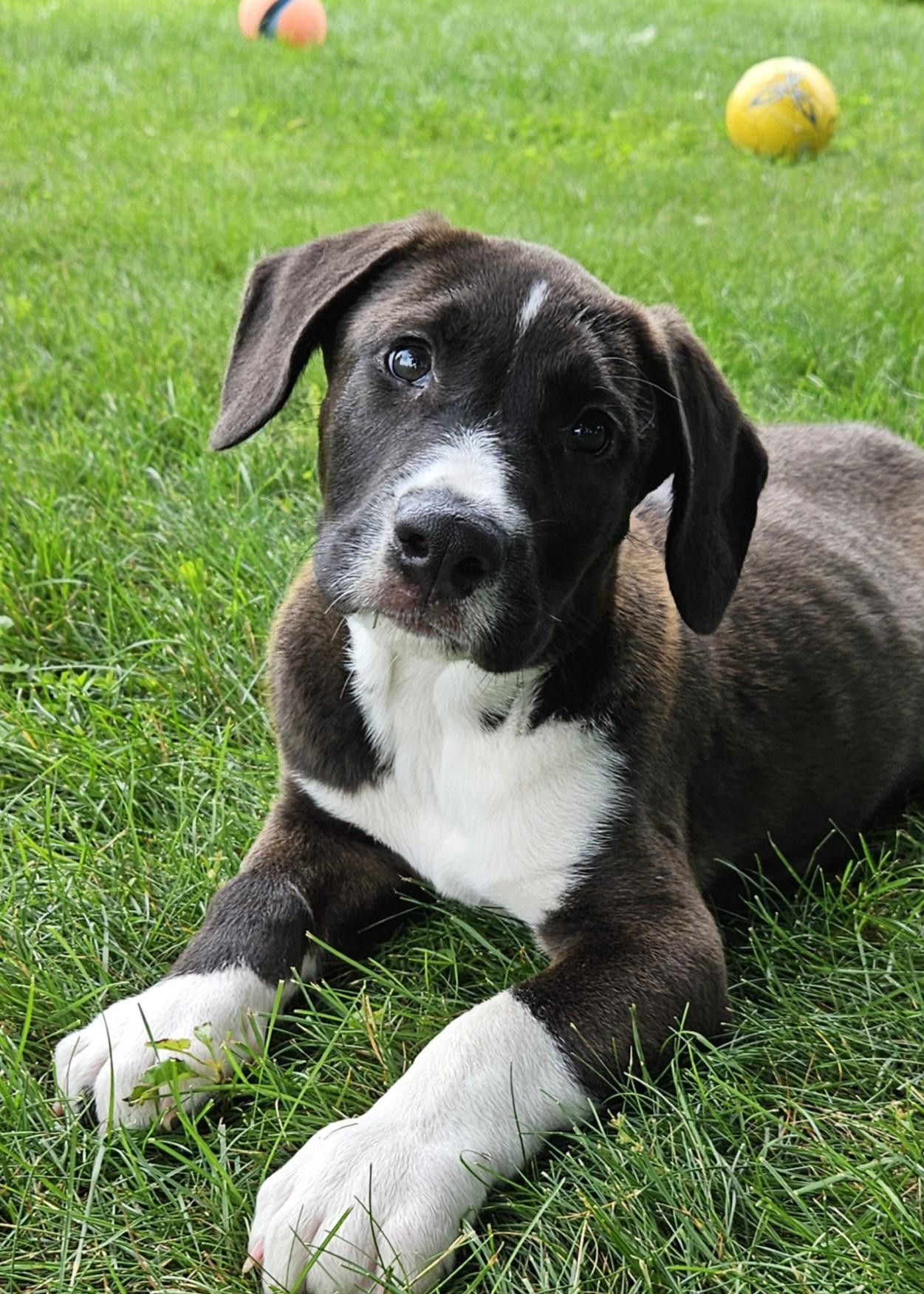 Jake, Baby Male Catahoula Leopard Dog