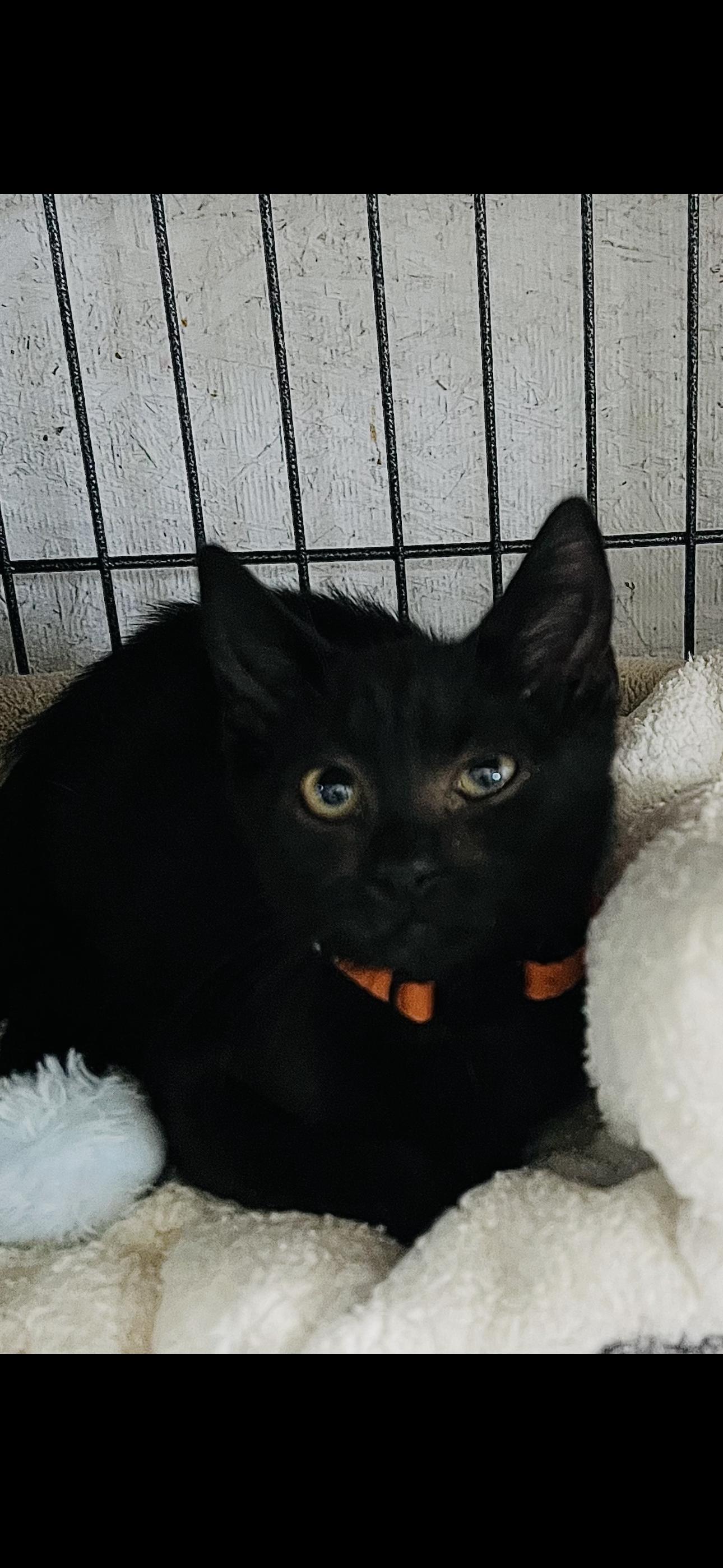 Andy (Adam), Adoptable, Kitten Male Domestic Short Hair.