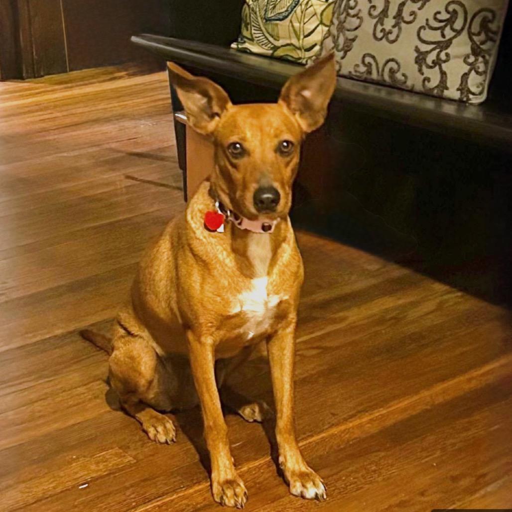 Enlarge CANDI, a Adoptable Terrier in Berlin, NJ image 1/6