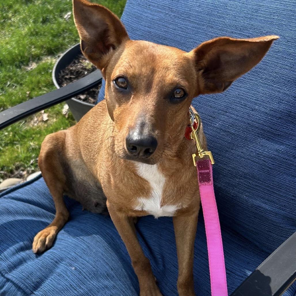 Enlarge CANDI, a Adoptable Terrier in Berlin, NJ image 2/6