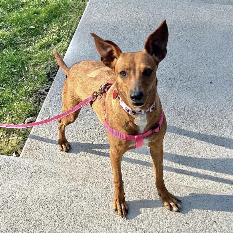 Enlarge CANDI, a Adoptable Terrier in Berlin, NJ image 3/6