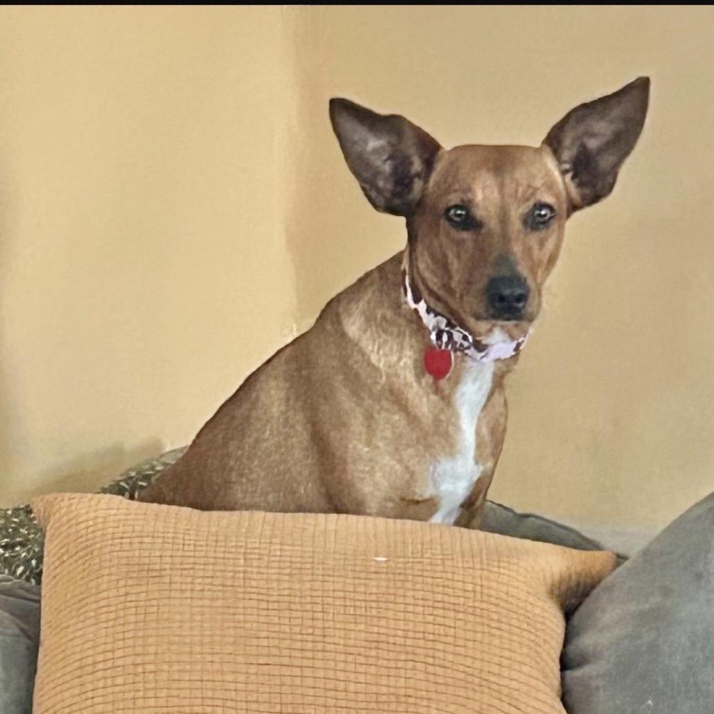 Enlarge CANDI, a Adoptable Terrier in Berlin, NJ image 4/6