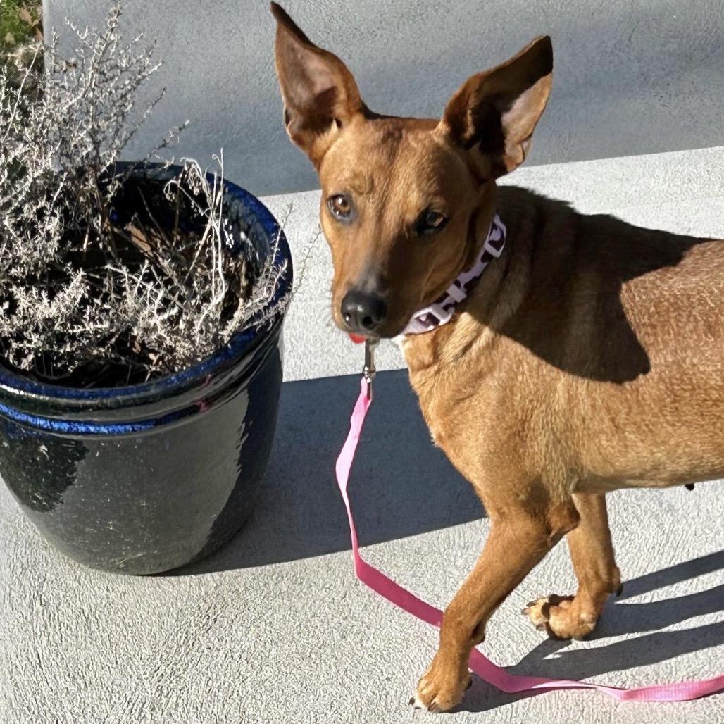 Enlarge CANDI, a Adoptable Terrier in Berlin, NJ image 5/6