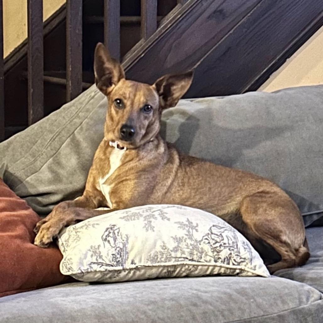 Enlarge CANDI, a Adoptable Terrier in Berlin, NJ image 6/6