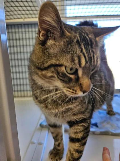 Enlarge Caesar, a Adoptable mixed breed in Mount Pleasant, IA image 2/2