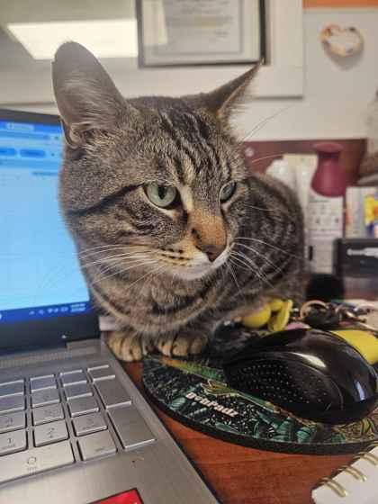 Caesar, Adoptable, Adult Male Domestic Short Hair & Domestic Short Hair.
