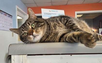 Enlarge Caesar, a Adoptable mixed breed in Mount Pleasant, IA image 2/3